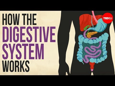 How your digestive system works Thumbnail