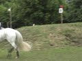 Little April @ Port Royal Show Cross - XC Jumping