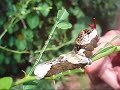 giant swallowtail butterlfy caterpillar defense behavior