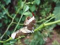 Giant swallowtail butterlfy caterpillar defense behavior
