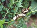 giant swallowtail butterlfy caterpillar defense behavior