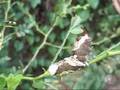 Giant swallowtail butterlfy caterpillar defense behavior