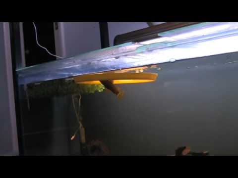 Hoplo Catfish Behaviour