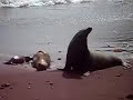 Sea lions on the beach Sea lions on the beach