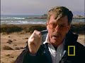 Something strange is happening to elephant seals along California's coast. Each year, half of the seal pups disappear, and what happens to them is a mystery. Have these creatures become powerful magnets for predators? Wild Chronicles and National Geographic's Crittercam® dive beneath the waves to solve this mysterious case.