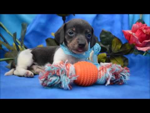 Harley AKC Blue Tan Piebald Male Miniature Dachshund Puppy for sale