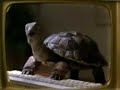 ultimate! new slowsky comcast turtle commercial 3