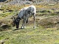 Reindeer at Sorling hut, South Georgia. Reindeer at Sorling hut, South Georgia.
