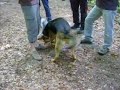 Babou joue avec Cartouche Babou joue avec Cartouche