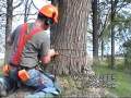 Felling Trees and Logging Firewood