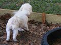 Molly Barking Molly Barking