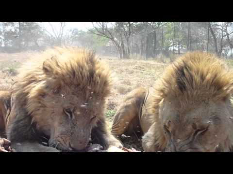 Lion Breeding, Rehabilitation & Release Project 