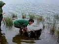 Soltando carpa de 12kg en Valdecaballeros
