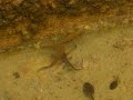 Anfibios Triturus 2