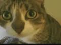 Kitten Sings For You!(G)