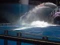 Shamu Rocks Part Five Shamu Rocks Part Five