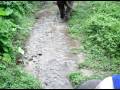 Elephant Trek