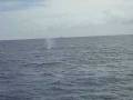 humpback whale in hawaii