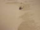 Sand boarding, Te Paki dunes, New Zealand-desktop.m4v Sand boarding, Te Paki dunes, New Zealand-desktop.m4v