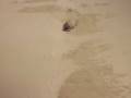 Sand boarding, Te Paki dunes, New Zealand-desktop.m4v