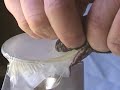 India and Pakistan Cobra venom extraction at KRZ