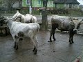 Koltó - szürkemarhák, reggeli itatás