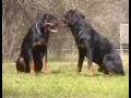 Rottweilers out and about