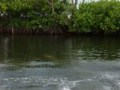 Dolphin Breaching Behaviors-Dolphin Research Center