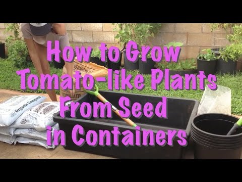 how to fertilize tomatoes in containers