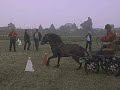 Bonny mijn super geweldige pony
