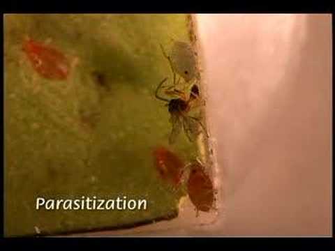 Aphid Movie