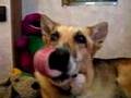 Why Jerry Writes a Three Legged Dog Blog