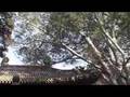 Beijing International Martial Arts Camp 2008: Video Brochure