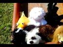 Webkinz Stunt Show!