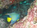 Freediving the U.S. Virgin Islands