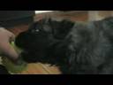 Bouvier des Flandres/LEDA I LAWINA/ Bouvier des Flandres/LEDA I LAWINA/