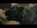 videos de Bouvier des Flandres/LEDA I LAWINA/