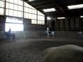 videos de début de notre reprise de dressage le samedi