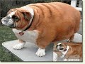 Big and Chunky Animals