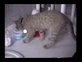 more-animal-bloopers.html