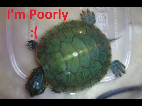 how to care for a baby red ear slider turtle