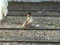 Sialkot Railway Station part 2/3