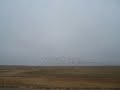 Snow Geese Snow Geese