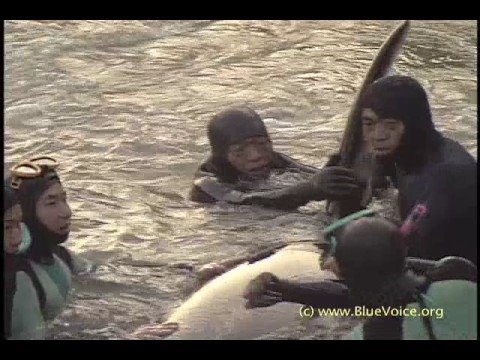 Requiem for Orca in Japanese - See English Version On YouTube