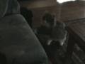 videos de Ben gelée la chatte