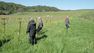 Spring Pruning 2017 at Hendry Ranch