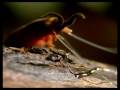 videos de Onicoforo cazando luciernagas - Velvet worm vs beatle