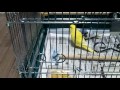 Click here to watch this video セキセイインコ ルッカ＆ピース ケージへ移動