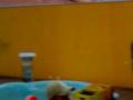 videos de PARABENS PRO BRITO