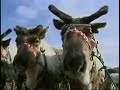 Reindeer Serenade - Russia
